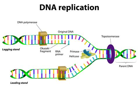 dna replication video step by